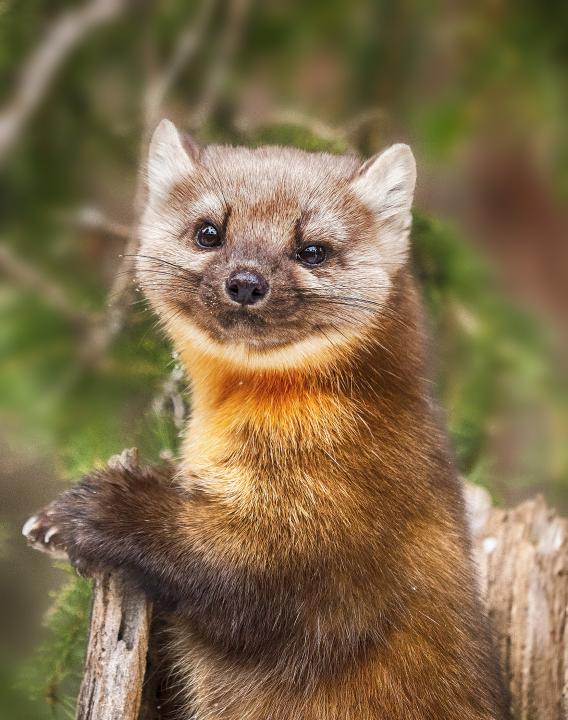 Pine Marten | Shutterbug